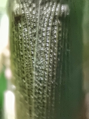 Mitricephala milleri