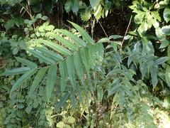 Zanthoxylum ailanthoides