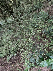 Plagianthus regius