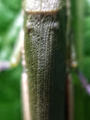 Mitricephala milleri