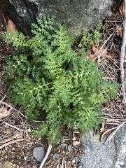 Eucrypta chrysanthemifolia bipinnatifida