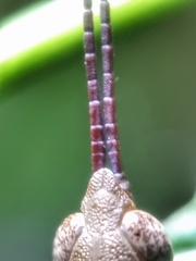 Mitricephala milleri