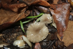 Marasmius albogriseus