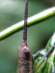 Mitricephala milleri