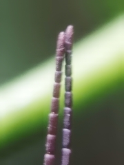 Mitricephala milleri