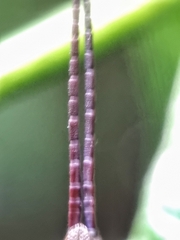 Mitricephala milleri