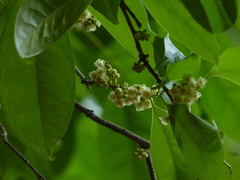 Diospyros sylvatica