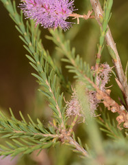 Melaleuca decussata