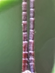 Mitricephala milleri