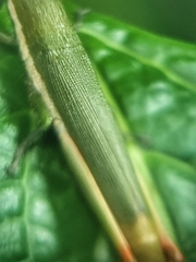 Mitricephala milleri