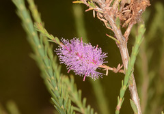 Melaleuca decussata