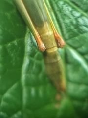 Mitricephala milleri