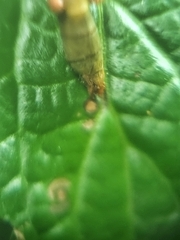 Mitricephala milleri