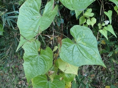 Dioscorea tokoro
