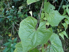 Dioscorea tokoro