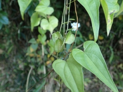 Dioscorea tokoro