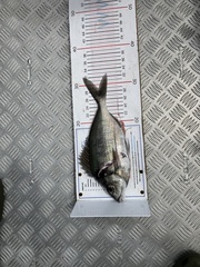 Nemadactylus macropterus