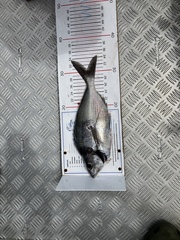 Nemadactylus macropterus