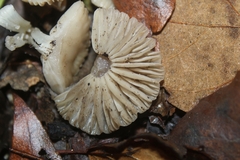 Marasmius albogriseus