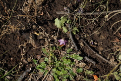 Sidalcea glaucescens