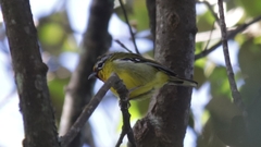 Pteruthius aenobarbus