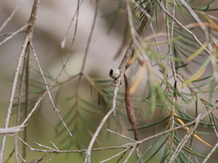 Melaleuca rhaphiophylla