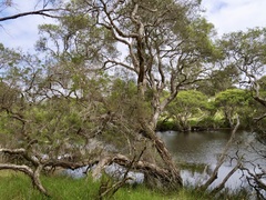 Melaleuca rhaphiophylla