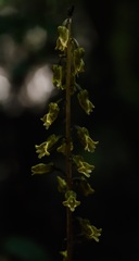 Gastrodia molloyi