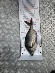 Nemadactylus macropterus