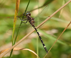 Synthemis eustalacta