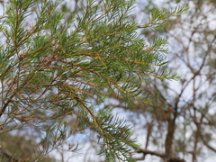 Melaleuca rhaphiophylla