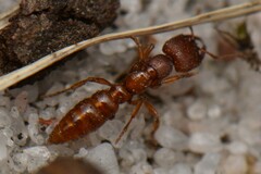 Amblyopone ferruginea