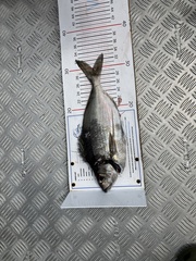 Nemadactylus macropterus