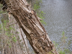Melaleuca rhaphiophylla