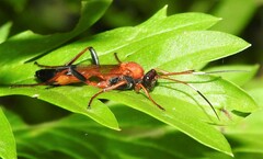 Ctenochares bicolorus