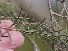 Melaleuca rhaphiophylla