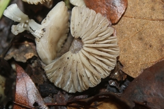 Marasmius albogriseus