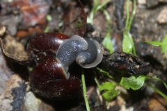 Glyptostoma gabrielense