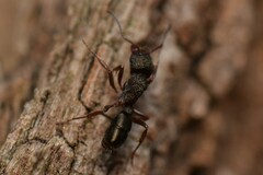 Rhytidoponera tasmaniensis