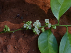 Diospyros sylvatica