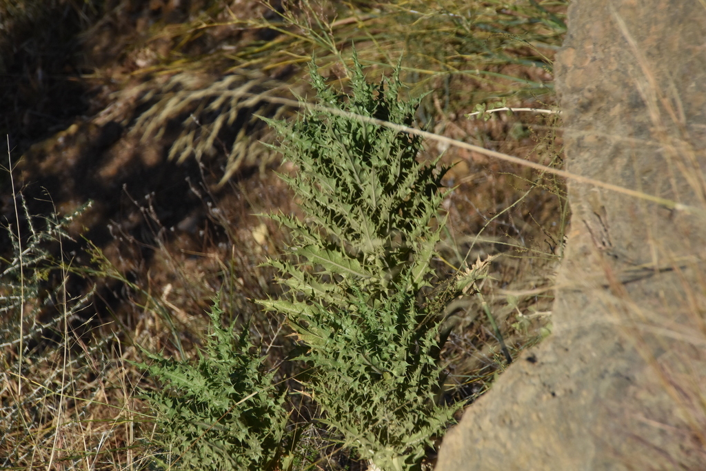 Thamnacanthus
