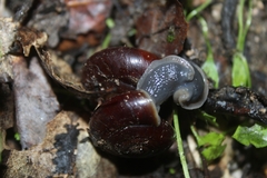 Glyptostoma gabrielense