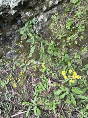 Ixeridium laevigatum