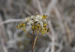 Solidago vossii