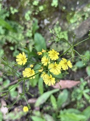 Ixeridium laevigatum