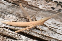 Acrida conica