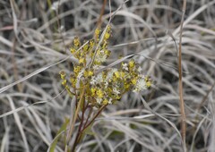 Solidago vossii