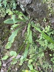 Ixeridium laevigatum