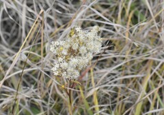 Solidago vossii