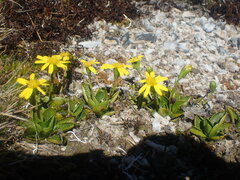 Brachyglottis bellidioides